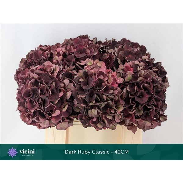 <h4>Hydr Dark Ruby Classic 40 cm Vicini</h4>