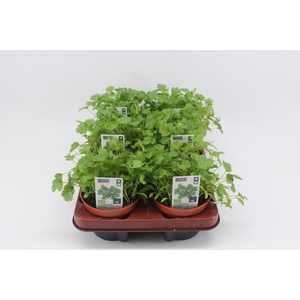 BKH groente 50930 bio Koriander