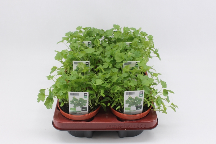 <h4>BKH groente 50930 bio Koriander</h4>