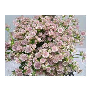 ASTRANTIA BILLION SWEET ROSE