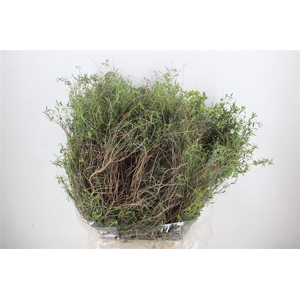 Euph Spinoza Long 500gr P Bunch