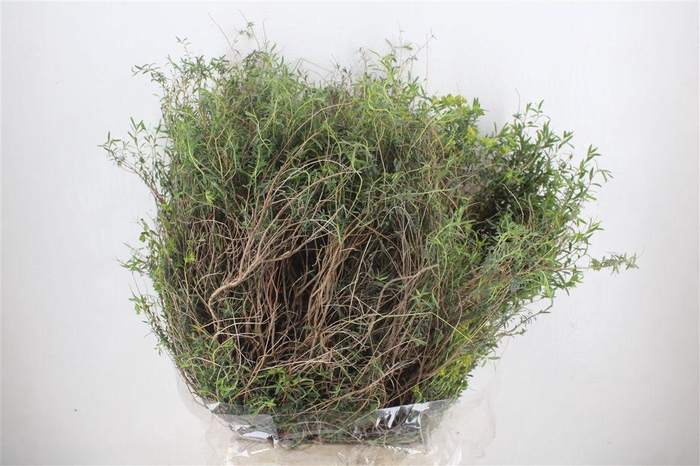 <h4>Euph Spinoza Long 500gr P Bunch</h4>