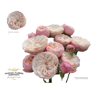 Rosa Spray Royal Blush
