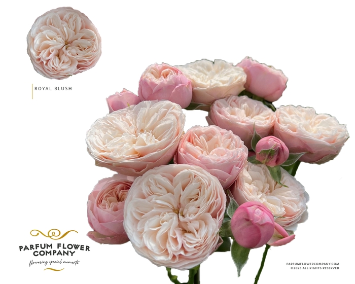 <h4>Rosa Spray Royal Blush</h4>