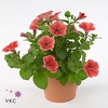 PET POTU PICC STRAWB