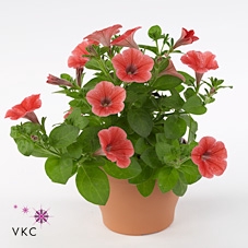 PET POTU PICC STRAWB