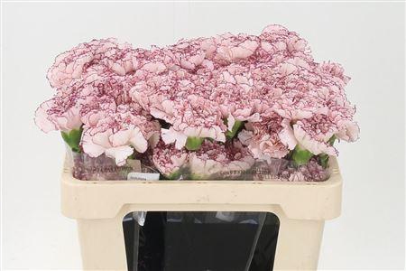 <h4>Di St Std Confort</h4>