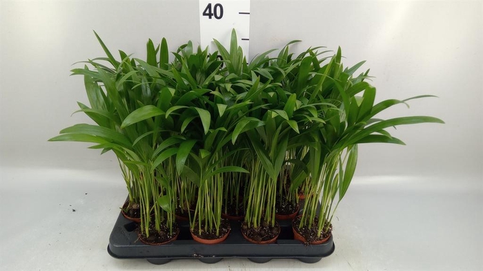 <h4>Dypsis lutescens   ...Chrysalidoca</h4>