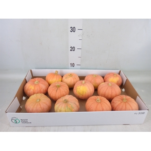 Cucurbita   ...