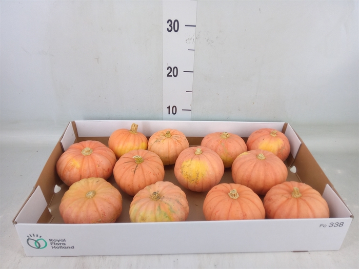 <h4>Cucurbita   ...</h4>