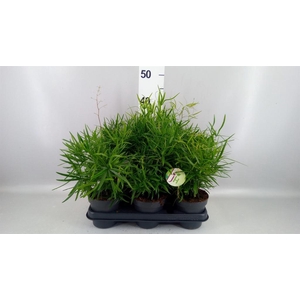 Asparagus falcatus
