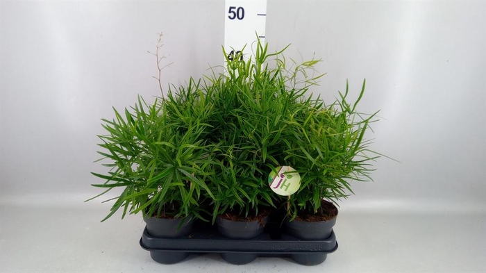 <h4>Asparagus falcatus</h4>