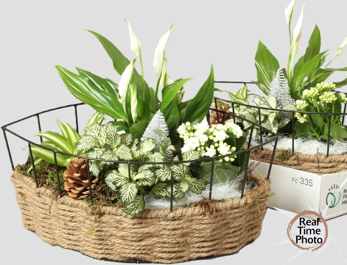 <h4>ARR KAMERPL</h4>