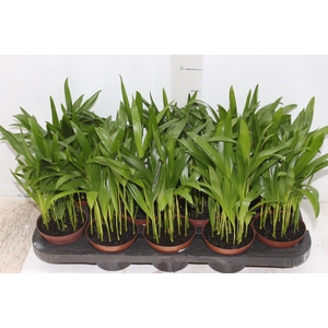 ARECA BAMBU P11