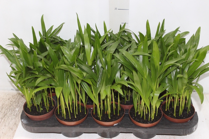 <h4>ARECA BAMBU P11</h4>