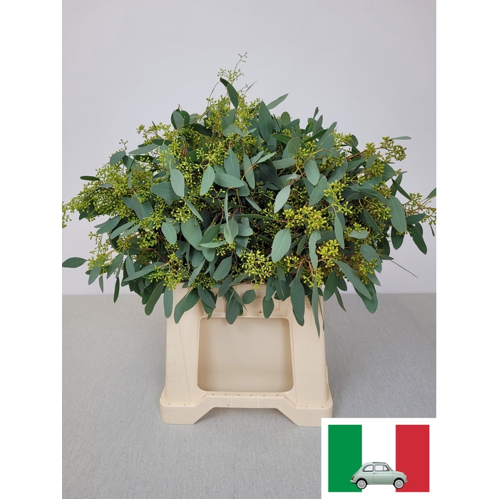 <h4>EUC POP BES PB</h4>