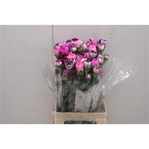 Di St Rainbow Mix Purple