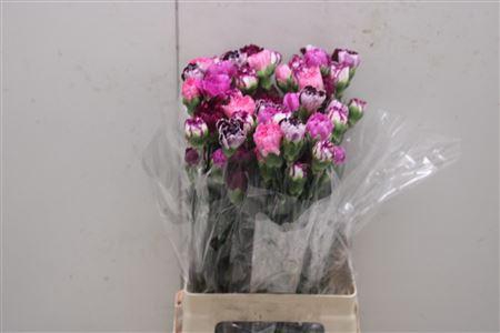 <h4>Di St Rainbow Mix Purple</h4>