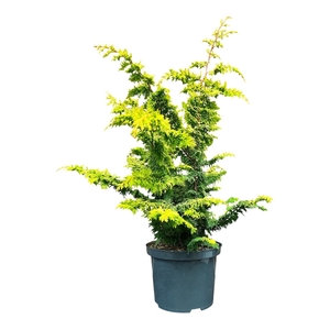 Chamaecyparis o. 'Fernspray Gold'