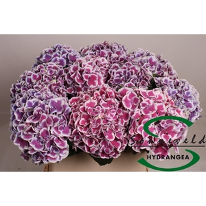 HYDR M MAG R HARL BL