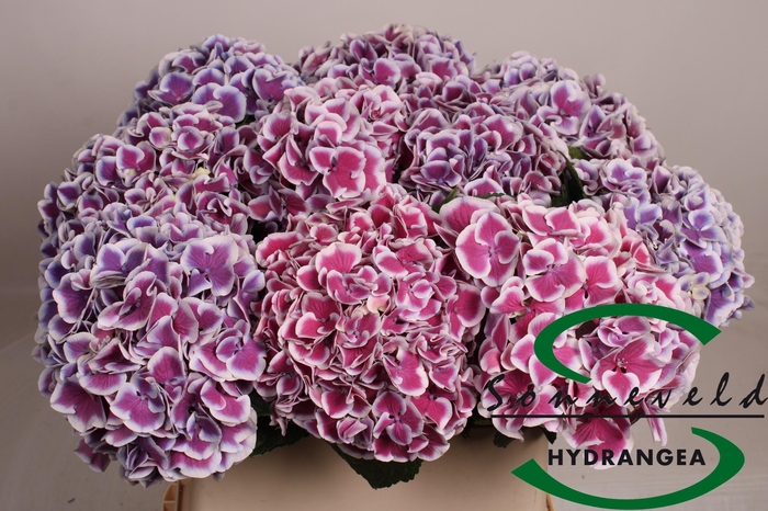 <h4>HYDR M MAG R HARL BL</h4>