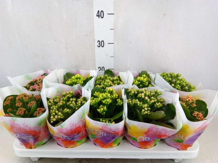 <h4>Kalanchoe blos.   ..rosebud mix  5</h4>