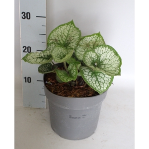 vaste planten 19 cm  Brunnera Jack Frost
