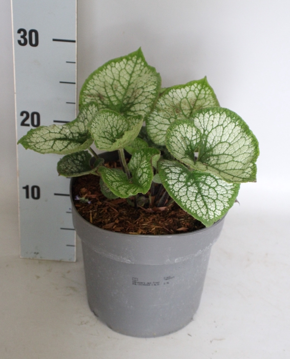 <h4>vaste planten 19 cm  Brunnera Jack Frost</h4>