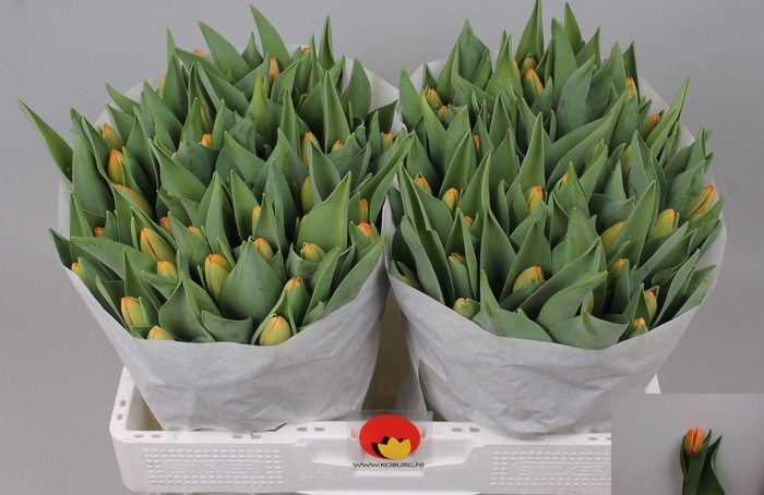 <h4>TU EN TIME OUT</h4>