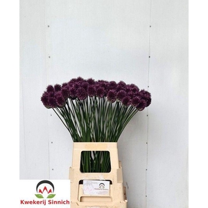 Allium Sphaerocephal