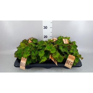 Begonia BD 'MagicColours Jive'