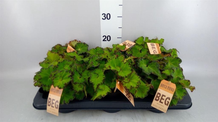 <h4>Begonia BD 'MagicColours Jive'</h4>