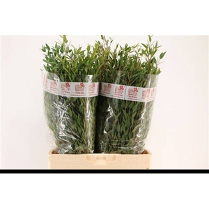 EUC PARVIFOLIA P BS