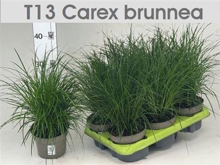 Carex Brunnea