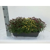 Chrysanthemum Indicum