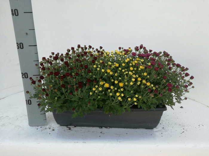 Chrysanthemum Indicum