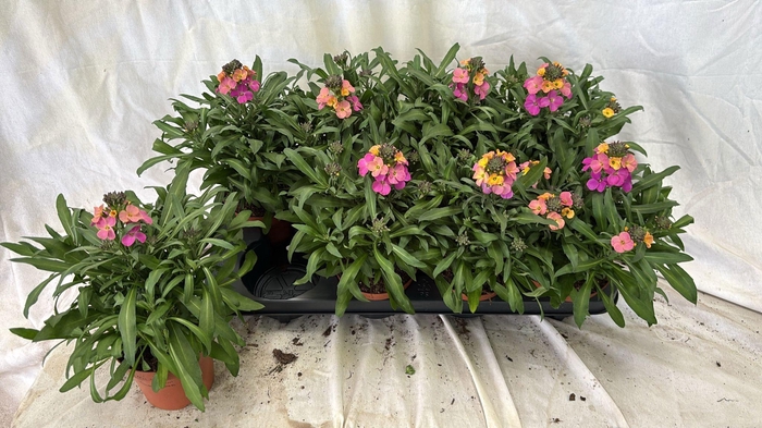 <h4>ERYS LINIFOLIUM</h4>