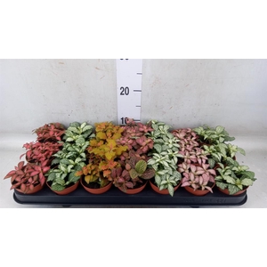 Fittonia   ...mix 7