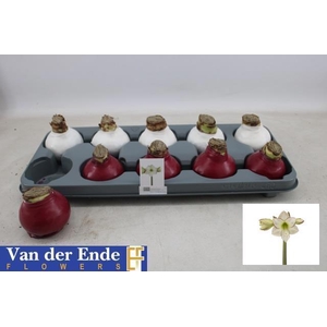 BLOEMBOL HIPPEASTRUM