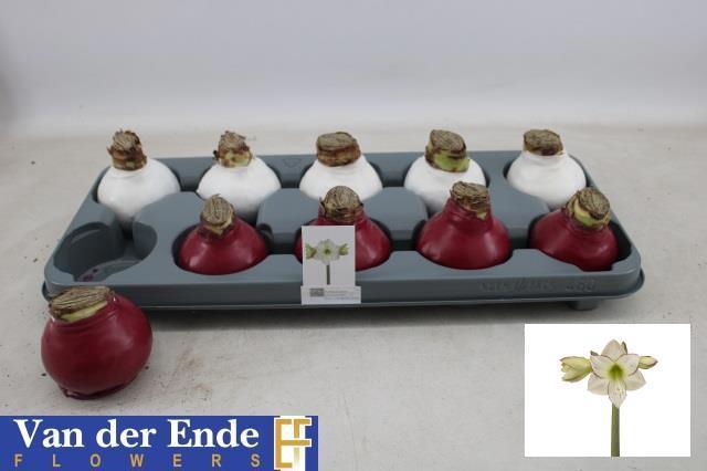 <h4>BLOEMBOL HIPPEASTRUM</h4>