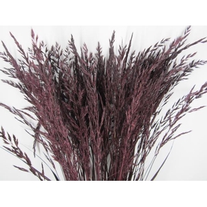 Calamagrostis Brachy Aubergine