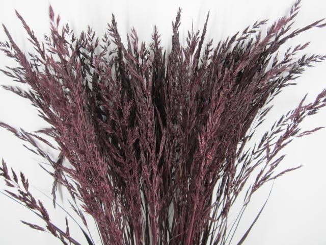 <h4>Calamagrostis Brachy Aubergine</h4>