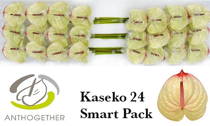 Anth A Kaseko Smart Pack Bouman