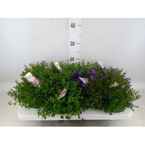 Campanula porten. 'Ambella In Prpl'