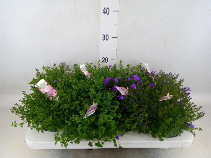 <h4>Campanula porten. 'Ambella In Prpl'</h4>