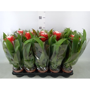Guzmania  'Hope'