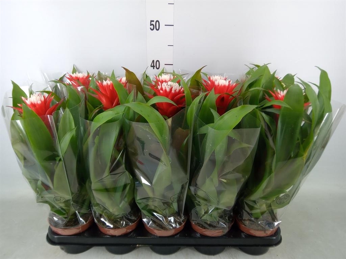 <h4>Guzmania  'Hope'</h4>