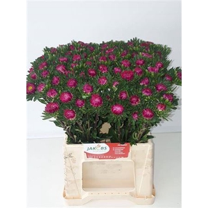 Callis Cerise
