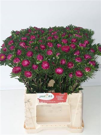 <h4>Callis Cerise</h4>