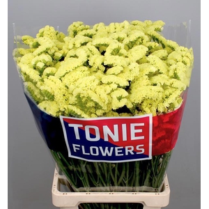 LIM S YELLO SUN BIRD